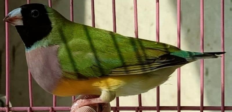 Exhibition Red Eye Lady Gouldian Breeding Pair Available 2