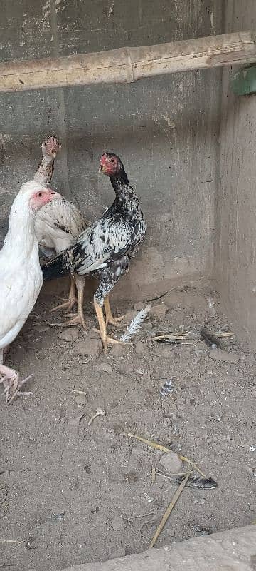 shamo chicks available 0