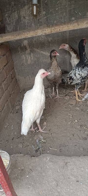 shamo chicks available 1