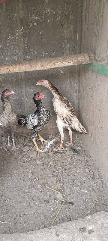 shamo chicks available 2