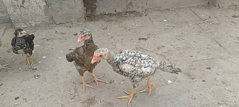 shamo chicks available 3