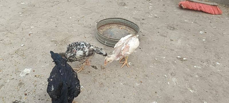 shamo chicks available 4