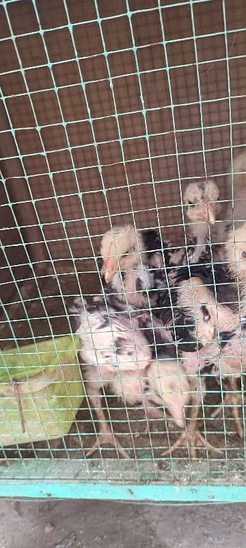 shamo chicks available 6