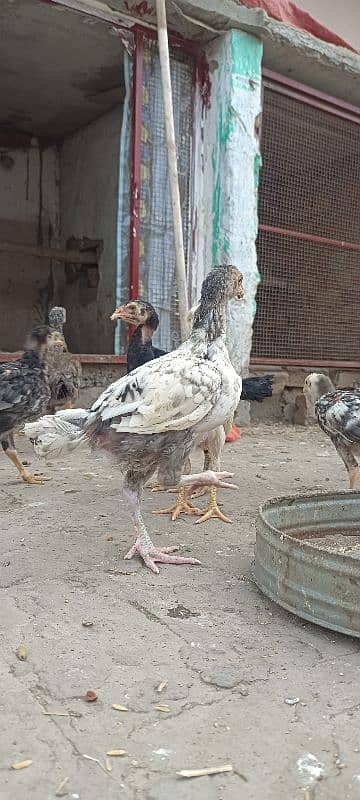 shamo chicks available 8