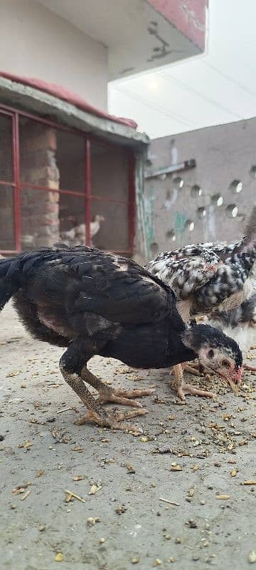 shamo chicks available 9