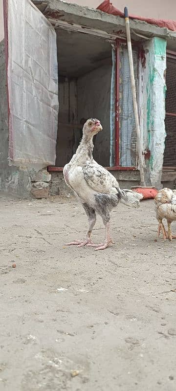 shamo chicks available 10