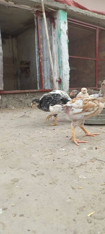 shamo chicks available 11