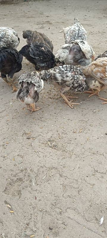 shamo chicks available 13