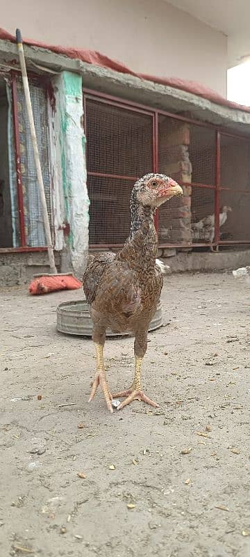 shamo chicks available 14