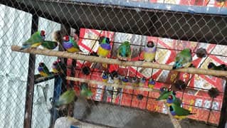 gouldian finches