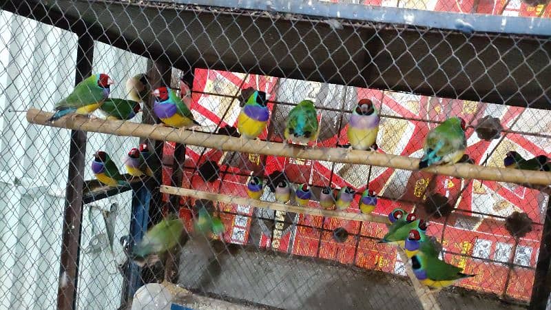 gouldian finches 0