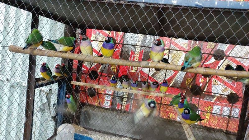 gouldian finches 1