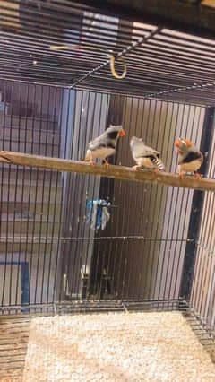 finches and Jawa adult pairs for sale