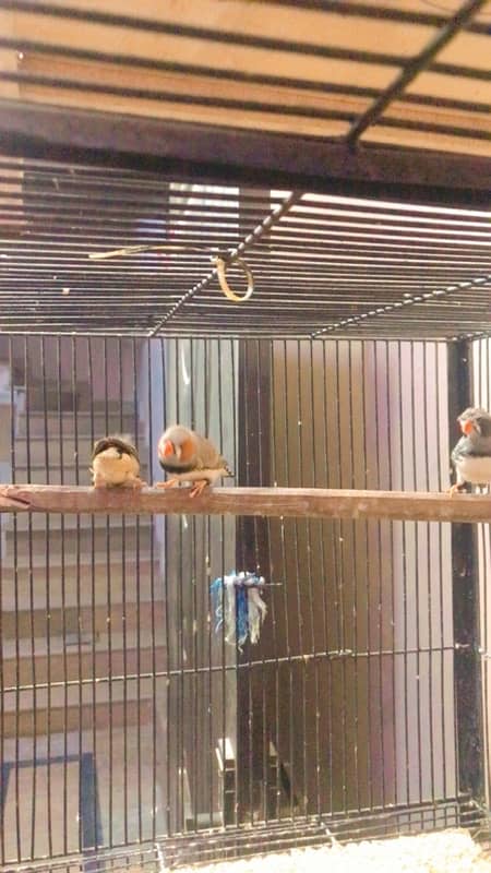 finches and Jawa adult pairs for sale 1