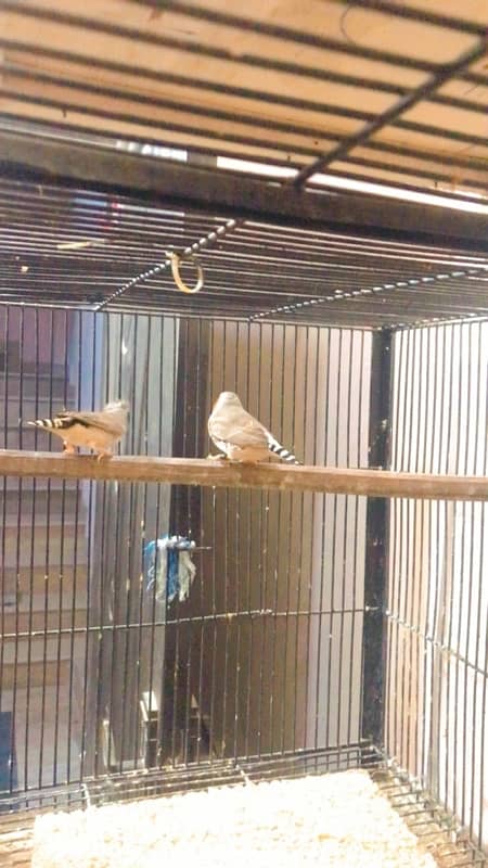 finches and Jawa adult pairs for sale 3