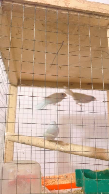 finches and Jawa adult pairs for sale 5