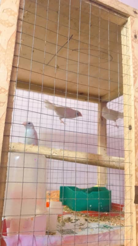 finches and Jawa adult pairs for sale 6