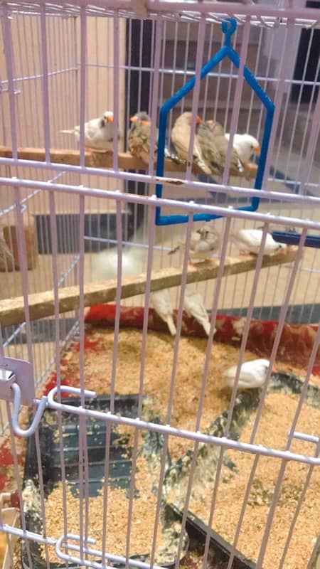 finches and Jawa adult pairs for sale 7