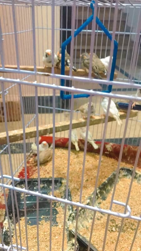 finches and Jawa adult pairs for sale 8