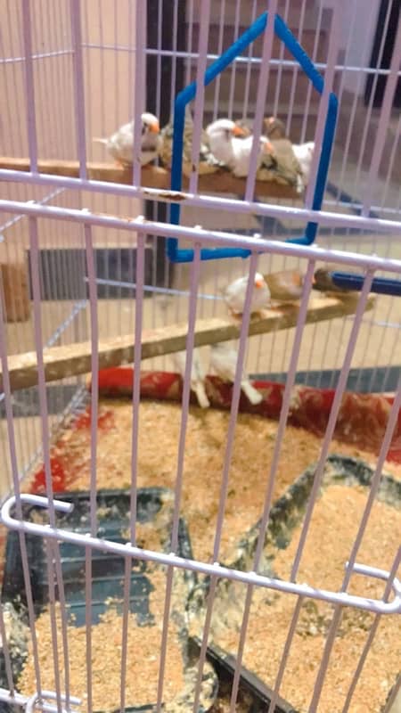 finches and Jawa adult pairs for sale 9