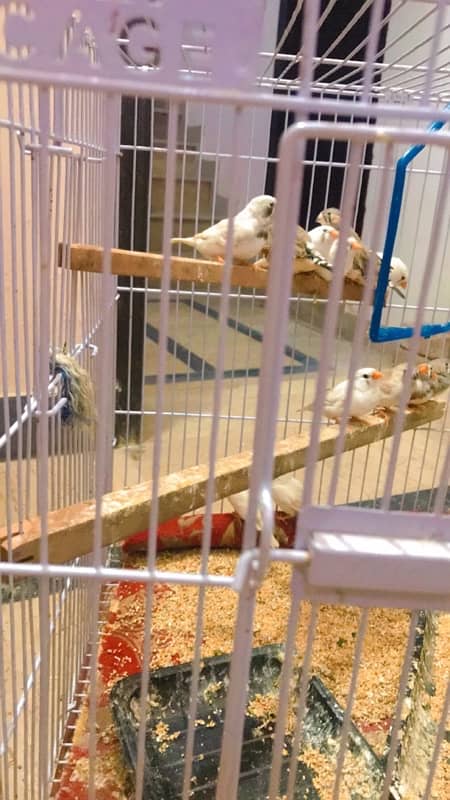 finches and Jawa adult pairs for sale 10