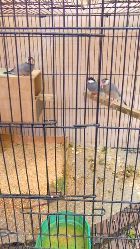 finches and Jawa adult pairs for sale 11