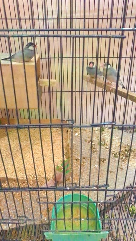 finches and Jawa adult pairs for sale 12