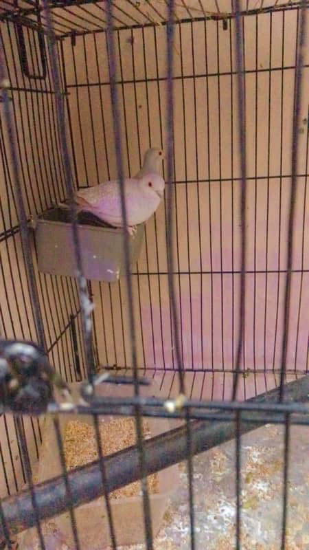 finches and Jawa adult pairs for sale 13