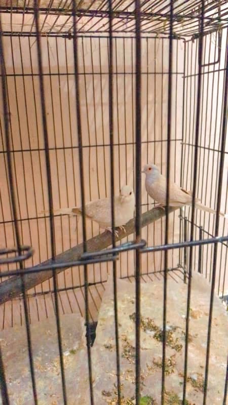 finches and Jawa adult pairs for sale 14