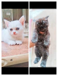 black and white beautiful female kittens. Whatsapp number 03318386875