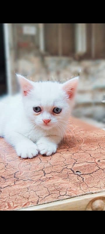 black and white beautiful female kittens. Whatsapp number 03318386875 1