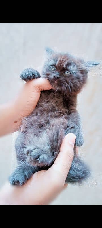 black and white beautiful female kittens. Whatsapp number 03318386875 3