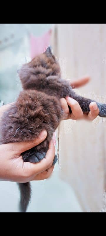 black and white beautiful female kittens. Whatsapp number 03318386875 5