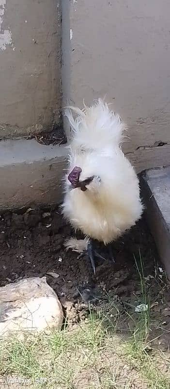 silkie male for sale 0