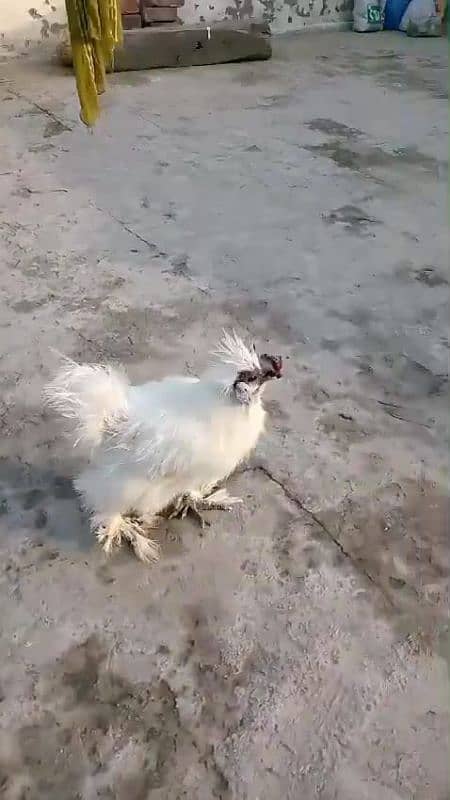 silkie male for sale 2