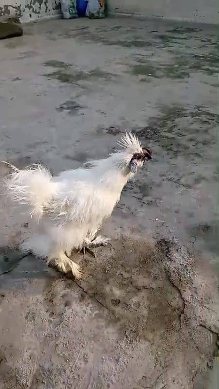 silkie male for sale 4