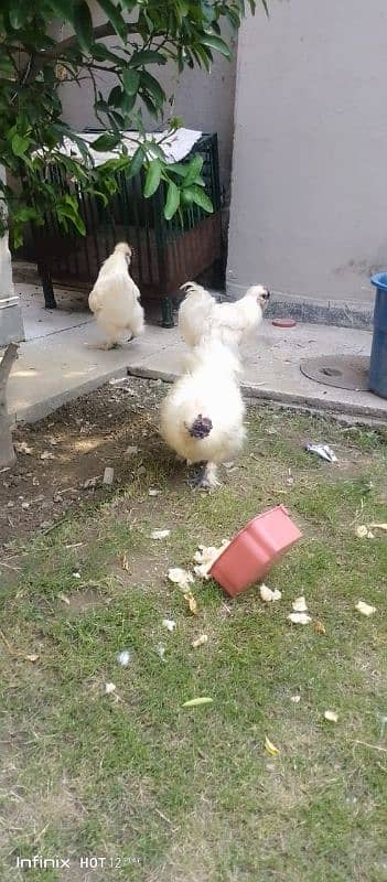 silkie male for sale 5