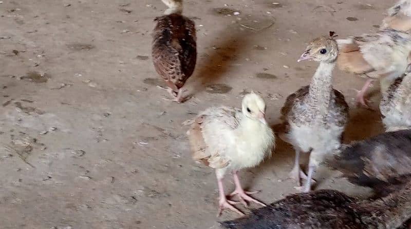 peacocks chicks eggs aur breeders for sale 3