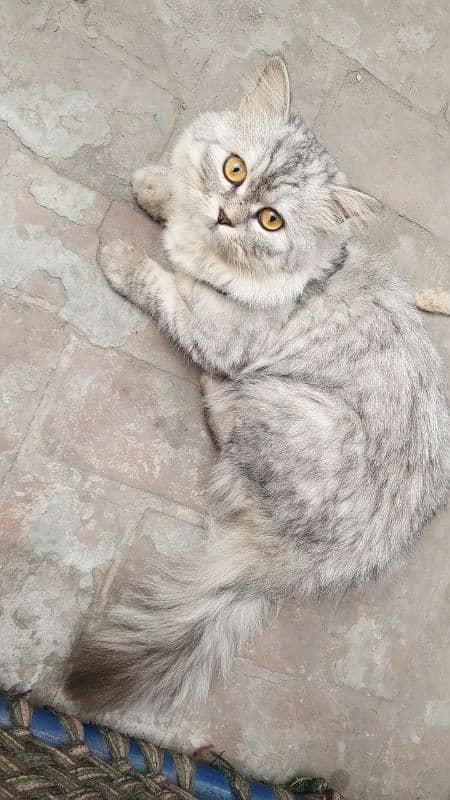 Persian male cat 1