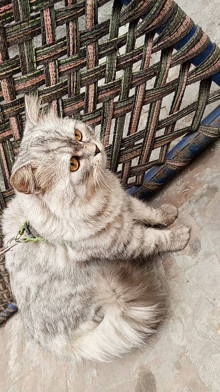 Persian male cat 2