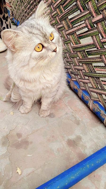 Persian male cat 3