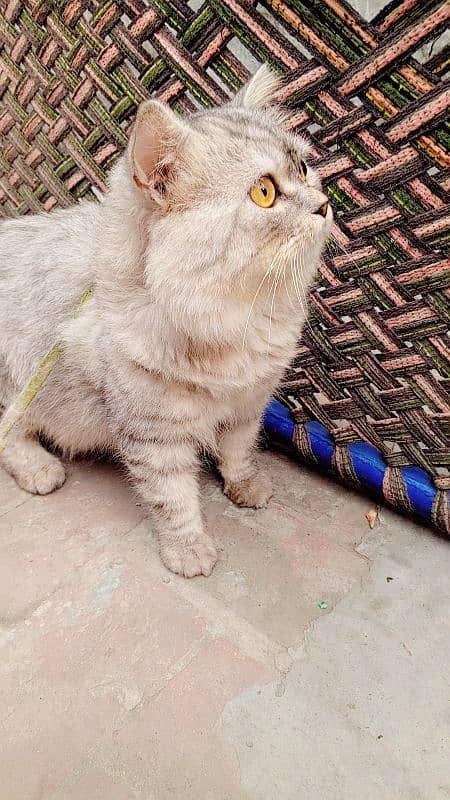 Persian male cat 4