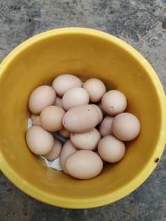 Light Sussex Fertile Eggs 200 Rs.