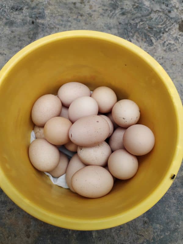 Light Sussex Fertile Eggs 200 Rs. 0