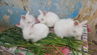 English angora