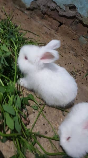 English angora 1