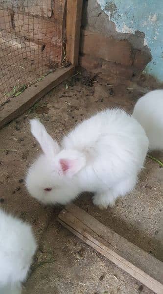 English angora 2