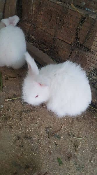 English angora 3