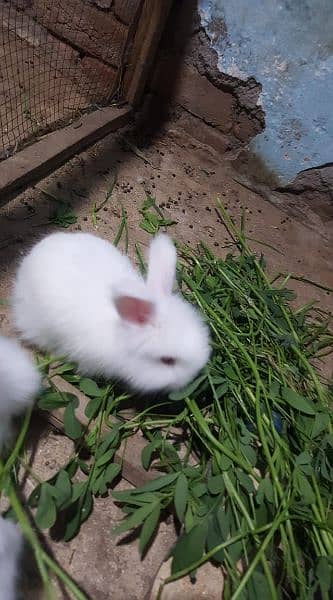 English angora 4