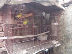 Cage Ka set For sell hai Pear